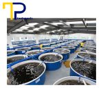 چگونه-استخر-پرورش-ماهی-خود-را-راه‌اندازی-کنیم؟